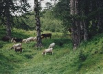 Bovines grazing free