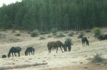 Horses grazing free