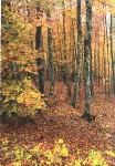 Beech Forest in Valia Calda