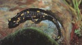 Salamander