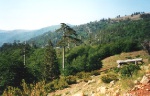 Blackpines in Valia Calda