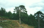 Blackpines in Valia Calda